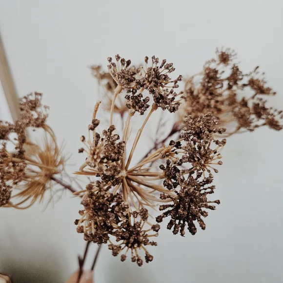 Hearth & Hand Mauve Queen Anne's Mauve Lace Wildflower Stem Set Of 2 - Picture 3 of 4